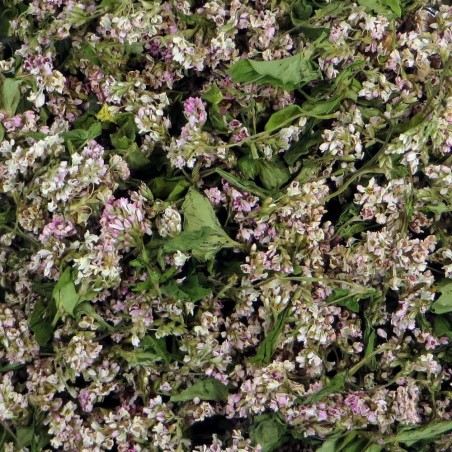 Buckwheat blossom herbal tea